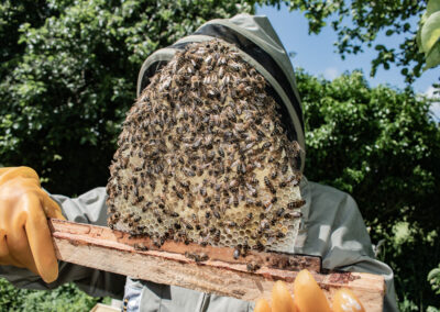 Top bar from hive being held by bee keeper